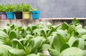cara mudah menanam sayuran hidroponik