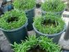 Ingin Coba Hidroponik Kangkung dan lele Sekaligus? Bisa Kok hidroponik kangkung dan lele