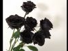 bunga mawar hitam
