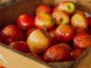 Contoh Tanaman Organik dan Anorganik yang Bisa Dibeli di Pasaran. Salah satunya buah ini yang banyak ditanam petani contoh tanaman organik dan anorganik