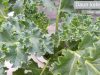 5 Manfaat daun kale, No 5 Cocok untuk mencegah penyakit ini daun kale