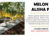Budidaya Melon Menggunakan Sistem Hidroponik budidaya melon