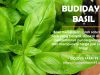 Cara Budidaya Tanaman Basil Hidroponik budidaya tanaman basil