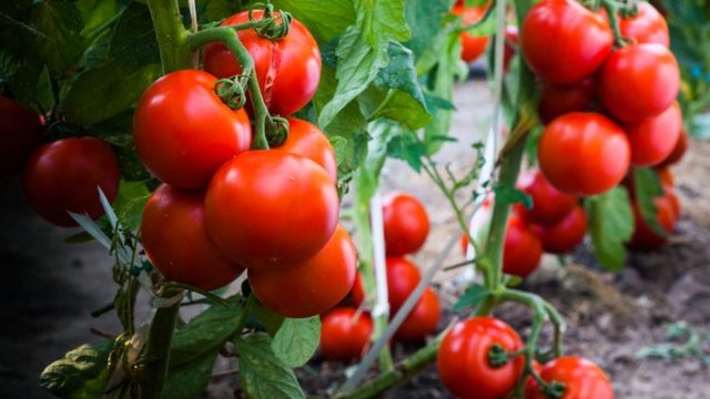 cara budidaya tanaman tomat