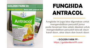 fungisida antracol