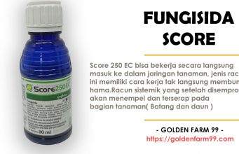 fungisida score