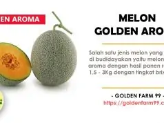 hama dan penyakit pada tanaman melon