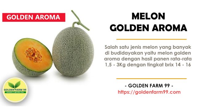 hama dan penyakit pada tanaman melon