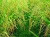 hama dan penyakit tanaman padi