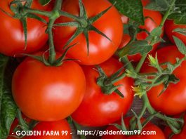 hama tanaman tomat