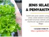 Petani Sayuran Selada Merapat. Jenis Selada dan Penyakitnya Yang Jarang Diketahui jenis selada dan penyakitnya