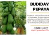 10 Jenis Penyakit Pada Tanaman Pepaya Dan Cara Pengendaliannya penyakit pada tanaman pepaya