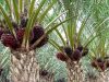 Cara Memelihara Kelapa Sawit Agar Dapat Berbuah Lebat cara memelihara kelapa sawit