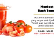 manfaat buah tomat