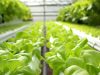 Mengenal Lebih Dalam: Pengertian dan Fungsi Greenhouse untuk Pertanian Modern greenhouse