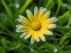 Koleksi Terbaik dari Gambar Bunga Daisy – Cek Sekarang! gambar bunga daisy