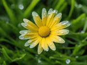 gambar bunga daisy
