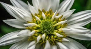 gambar bunga edelweis