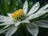 Temukan Koleksi Terbaik Gambar Bunga Edelweiss di Sini! gambar bunga edelweiss