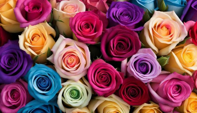 gambar bunga mawar berwarna dua tiga dan mawar pelangi