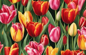 gambar bunga tulip