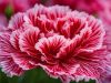 Simak tips Panduan Terbaik Memilih Bunga Carnation bunga carnation