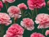 Jenis – Jenis Bunga Anyelir di Dunia, Simak Penjelasannya Berikut Ini jenis bunga anyelir