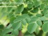 Daun Kelor: Pengertian, Manfaat, Khasiat & Cara Konsumsinya daun kelor