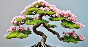 bonsai anting putri