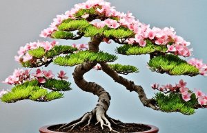bonsai anting putri