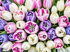 gambar bunga tulip aesthetic