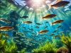 Jenis Ikan Nila: Pilihan Terbaik untuk Budidaya jenis ikan nila