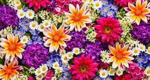 Gambar Bunga Cantik dan Indah di Dunia
