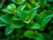 Daun mint : Asal Usul dan Penyebarannya serta ciri fisik daun mint