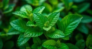 Daun mint : Asal Usul dan Penyebarannya serta ciri fisik daun mint