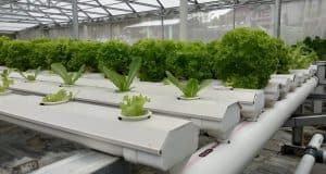 Mengenal Sistem Hidroponik NFT: Solusi Berkebun Modern Hemat Air dan Lahan sistem hidroponik nft