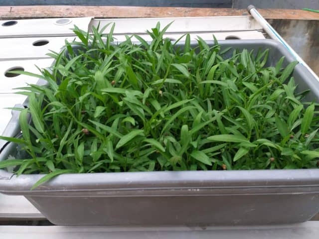 cara menanam kangkung hidroponik cara menanam kangkung hidroponik