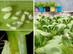 Panduan Praktis Mengatasi Serangan Kutu Daun (Aphids) pada Hidroponik Terbuka kutu daun