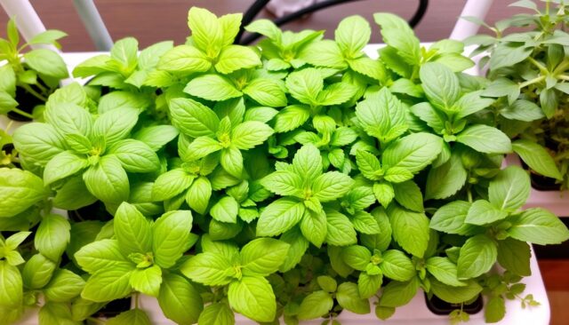 Tanaman herbal hidroponik yang segar dan aromatis
