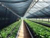 Jaring Paranet: Fungsi, Jenis, Cara Memilih, dan Harga untuk Tanaman & Rumah Greenhouse dengan Jaring Paranet yang menghasilkan tanaman berkualitas tinggi