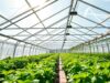 Plastik UV Greenhouse: Solusi Optimal untuk Perlindungan Tanaman Modern Greenhouse modern menggunakan plastik UV sebagai atap pelindung tanaman