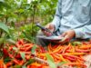 Panduan Lengkap Budidaya Cabai Rawit Merah untuk Petani Pemula Petani cabai rawit merah sedang menghitung hasil panen