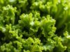 Kale Curly: Superfood yang Harus Kita Coba kale curly