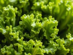 Kale Curly: Superfood yang Harus Kita Coba kale curly