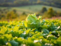Manfaat Sayur Lettuce untuk Kesehatan Kita sayur lettuce