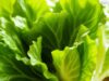 Manfaat Selada Green Romaine untuk Kesehatan Anda selada green romaine