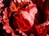 Selada Red Romaine: Sayuran Sehat yang Wajib Anda Coba selada red romaine