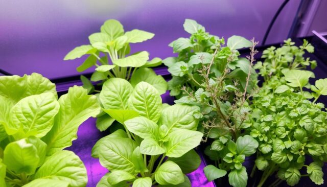Hasil tanaman hidroponik dengan nutrisi AB Mix buatan sendiri Hasil tanaman hidroponik dengan nutrisi AB Mix buatan sendiri
