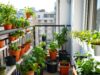 Urban Farming di Balkon: 5 Setup Anti Ribet untuk Pemula Setup urban farming di balkon apartemen dengan berbagai tanaman sayuran dalam pot