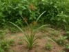 Ciri Ciri Rumput Teki (Cyperus rotundus): Panduan Identifikasi, Habitat, Klasifikasi, dan Manfaat ciri ciri rumput teki